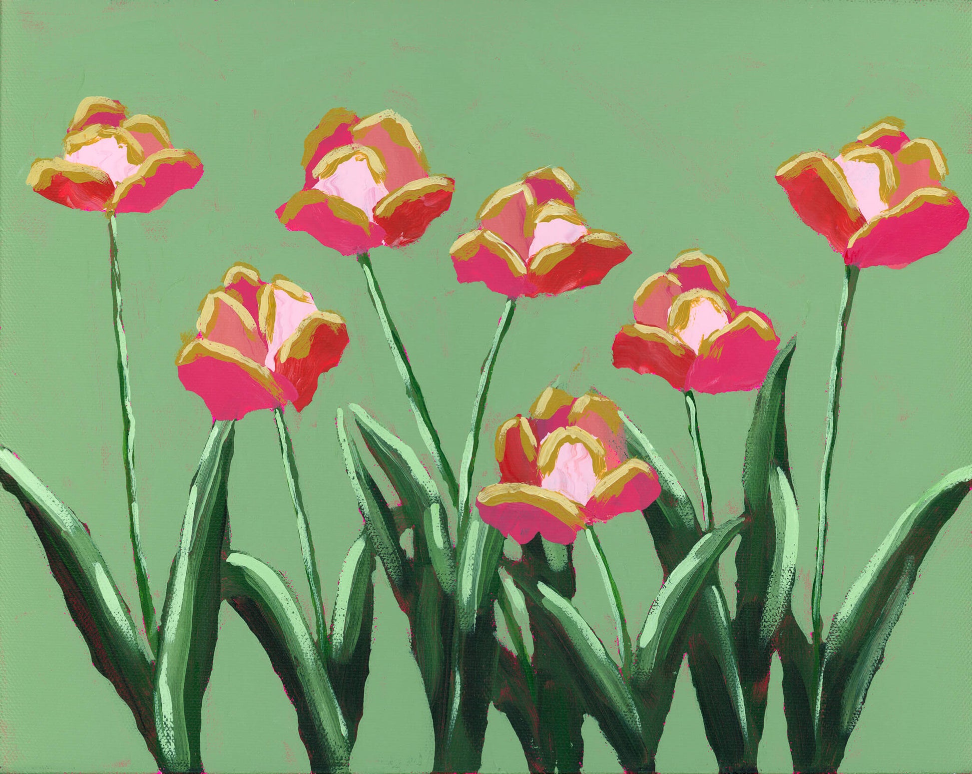 pink tulips on a green background